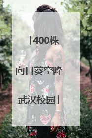 400株向日葵空降武汉校园